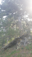 Pinus nigra laricio