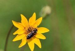 Dianthidium curvatum