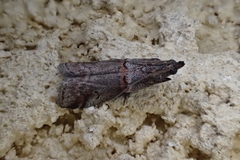 Acrobasis obliqua