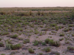 Tympanuchus pallidicinctus