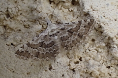 Alucita grammodactyla