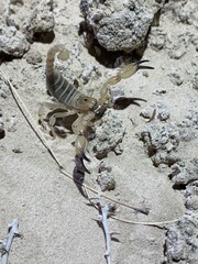 Anuroctonus phaiodactylus