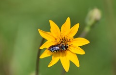 Dianthidium curvatum