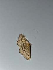 Heliomata glarearia