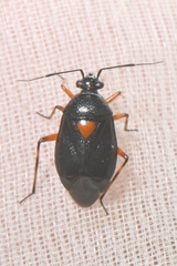 Deraeocoris ribauti