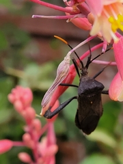 Acanthocephala thomasi