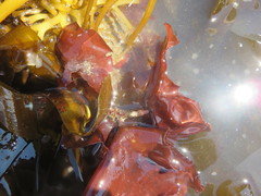 Constantinea subulifera