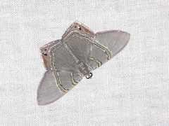 Phrygionis cruorata