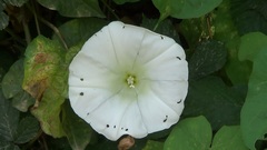 Calystegia silvatica