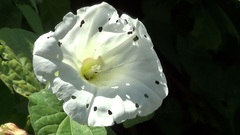 Calystegia silvatica
