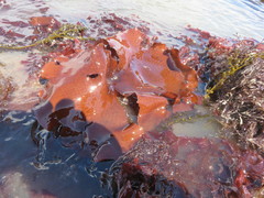 Constantinea subulifera