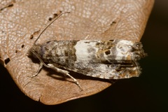 Notocelia trimaculana