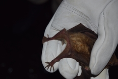 Leptonycteris nivalis