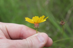 Thelesperma flavodiscum