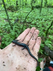 Plethodon montanus