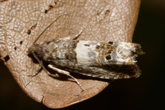 Notocelia trimaculana