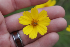 Thelesperma flavodiscum