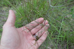 Thelesperma flavodiscum