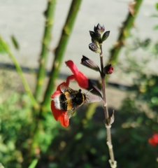 Bombus terrestris