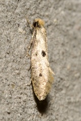 Tinea trinotella