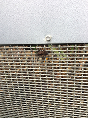 Uliodon albopunctatus