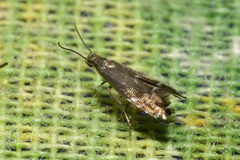 Glyphipterix simpliciella