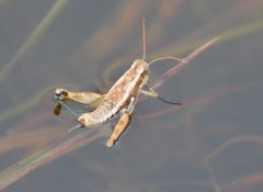 Paraidemona