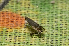 Glyphipterix simpliciella