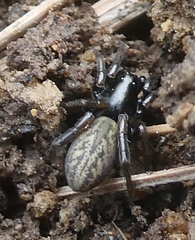 Allocosa funerea