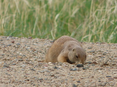 Cynomys ludovicianus