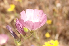 Sidalcea hartwegii