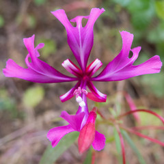 Clarkia concinna concinna