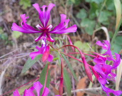 Clarkia concinna concinna
