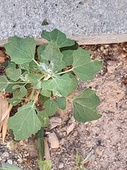 Chenopodium