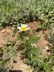 Glebionis coronaria