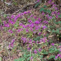 Clarkia concinna concinna