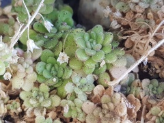 Sedum fragrans