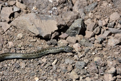 Amplorhinus multimaculatus