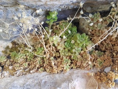 Sedum fragrans