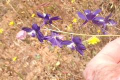 Delphinium gracilentum