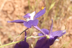Delphinium gracilentum