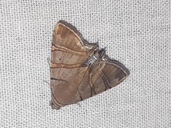 Eulepidotis addens
