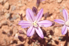 Brodiaea minor