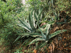 Agave asperrima