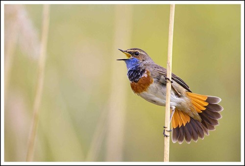Foto de Bluethroat