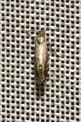 Glyphipterix simpliciella