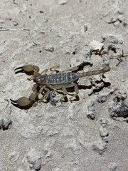 Anuroctonus phaiodactylus