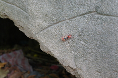Probergrothius varicornis