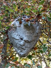 Dolichovespula maculata