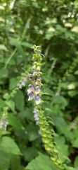 Scutellaria altissima